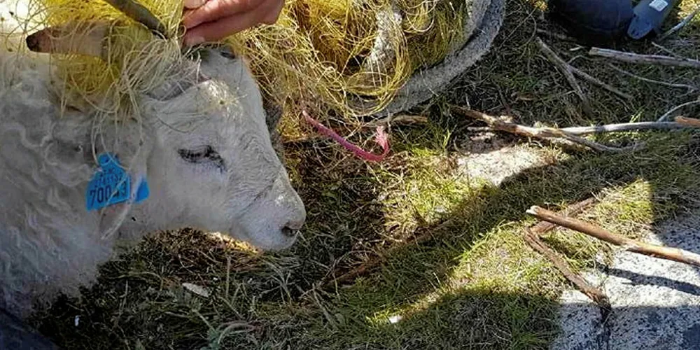 PLASTTRUSSELEN: Forsøpling av strandsonen rammer på mange måter, her er en stakkar som har satt seg fast og heldigvis får hjelp i tide.