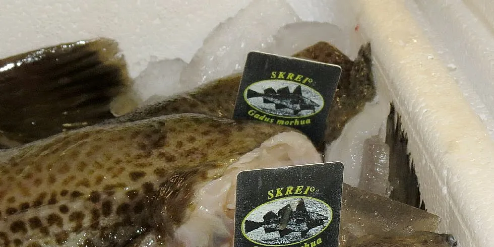 Skal "Skrei"-merket bare finnes på gyteskrei, eller kan kysttorsken også forsvare en slik kvalitetsmerking? Foto: Jon Eirik Olsen