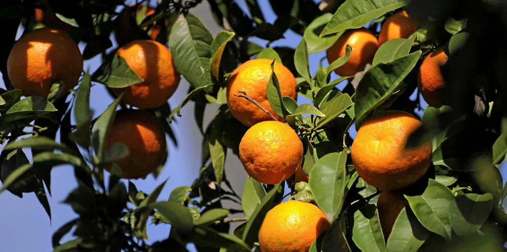 Orange tree in Seville, Spain