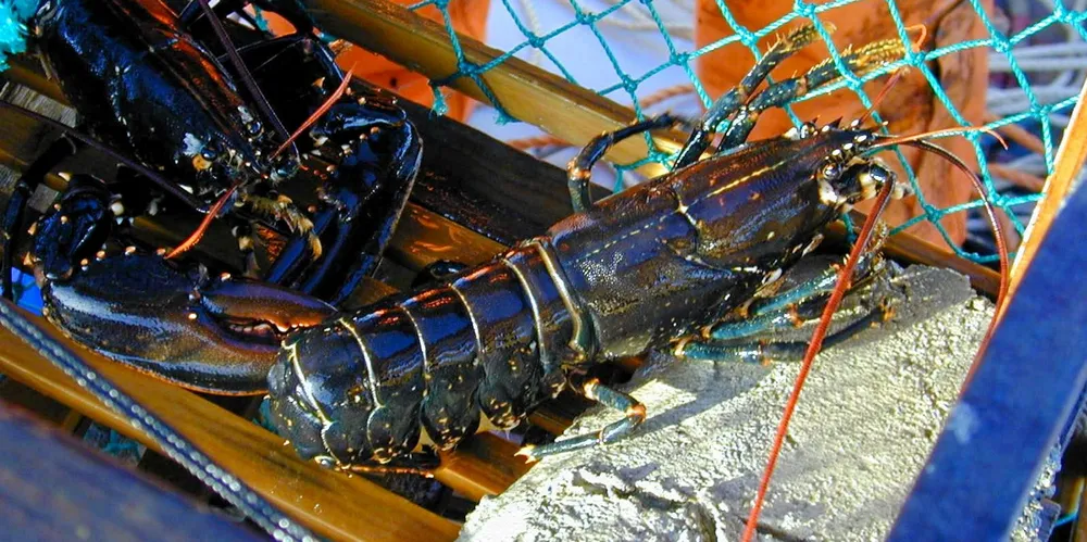 Av fire hummere i samleteine var en for kort, mente Kystvakten. Hummerfiskeren ble frikjent i Agder tingrett.