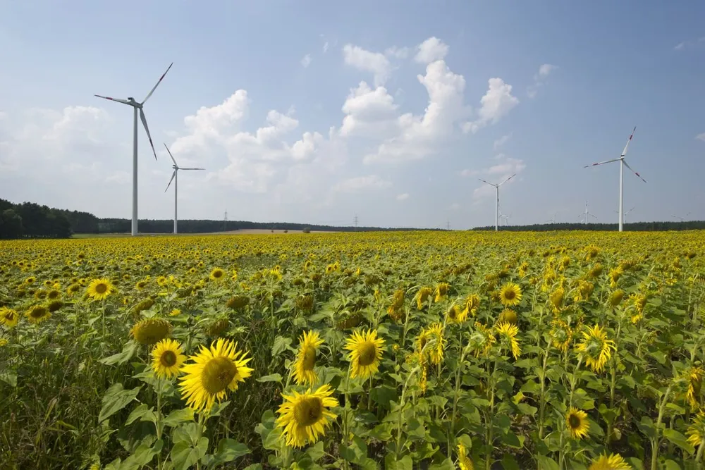 Windpark Buchhain