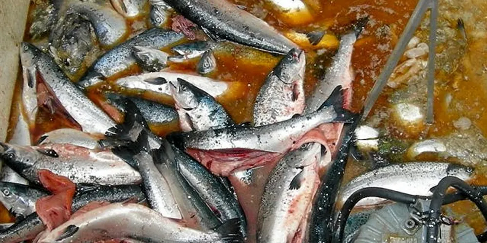 Laksenæringen må jobbe fro at det blir flere vekstkriterier enn bare lus. Det vil kunne gi bransjen både økt troverdighet og friskere fisk.