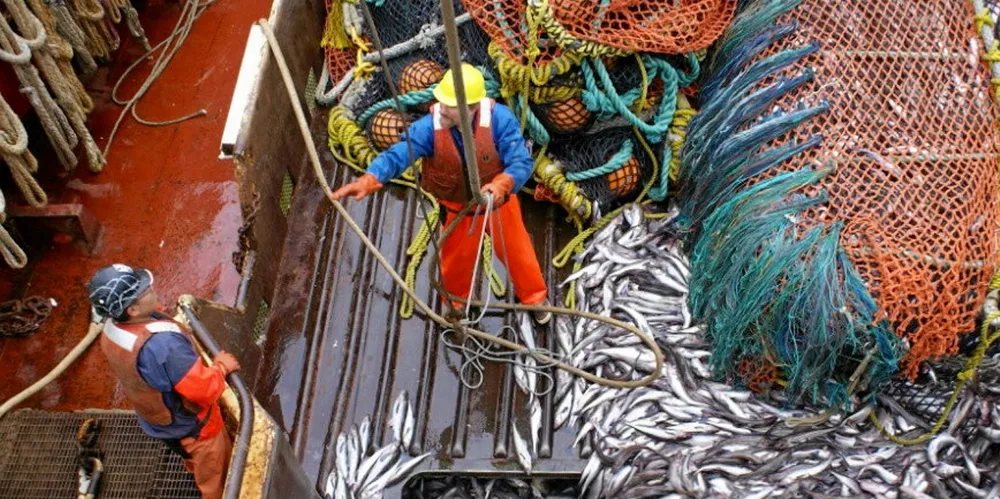 Alaska pollock prices are dropping. Pictured above: Glacier Fish Company harvesting Alaska pollock in 2021.