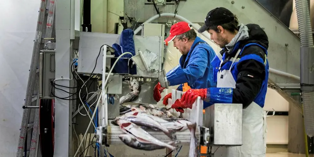 BÅTSFJORDBRUKET: Vil produsere mer fisk lokalt og sende det ut i markedet.Foto: Per Thrana