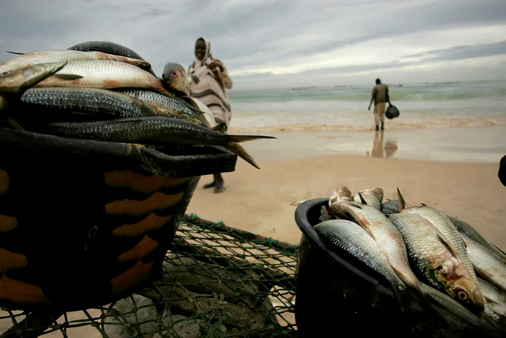 Harvest: containers of sardines at the seafront in Nouakchott, Mauritania