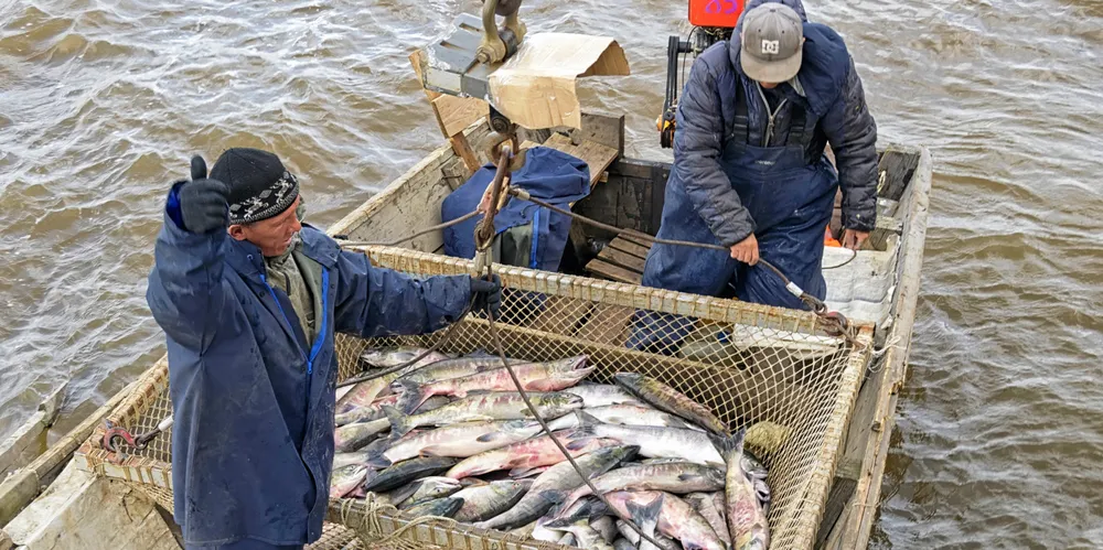 Thumbs up for a near-record salmon catch in Russia this year.