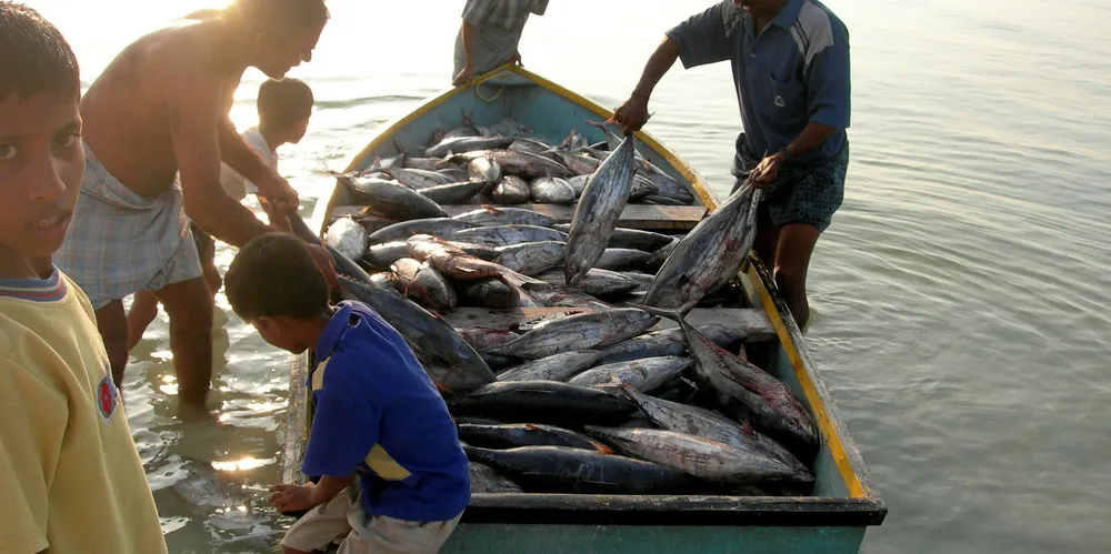 Beach landing of skipjack tuna in India.