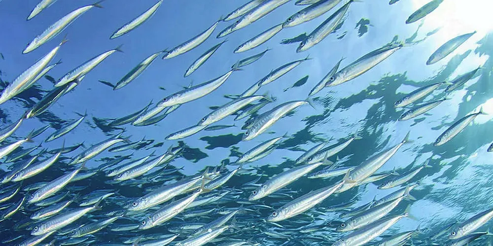 Heissner will manage aquaculture industry relationships