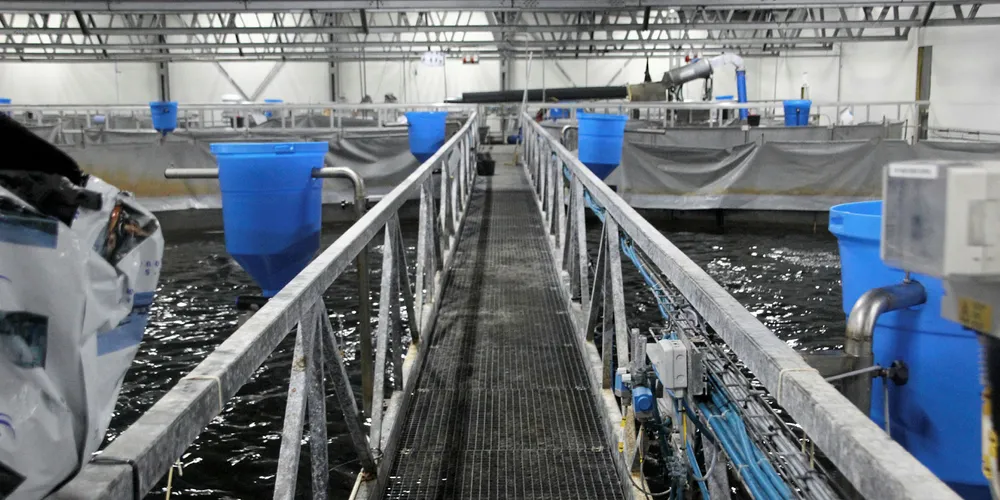 Danish Salmon i Hirtshals produserer rundt 800 tonn laks per år i sitt RAS-anlegg.