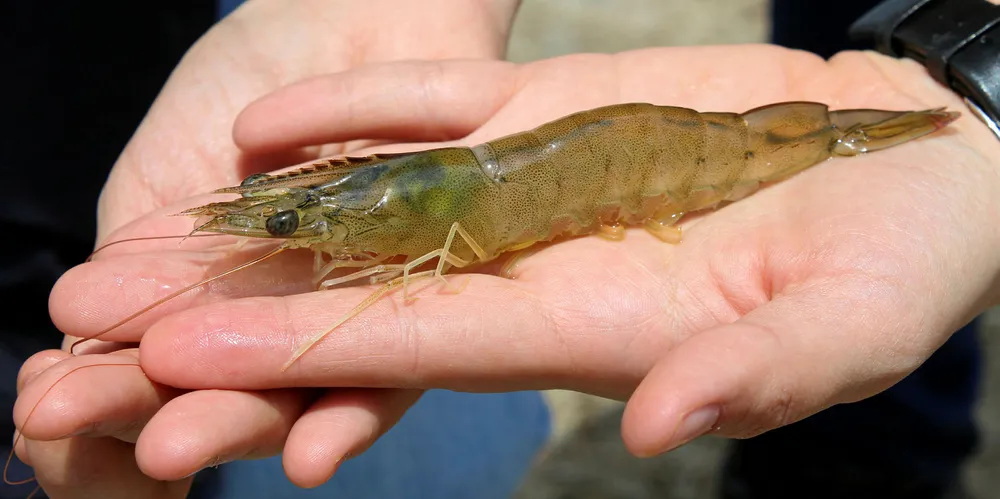 Fresh shrimp from an organic farm at Ecuadorian producer Omarsa.