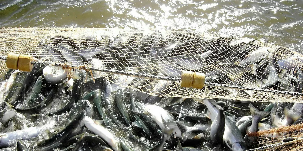 Catches are picking up in Russia, with landings in Kamchatka driving the volume increase.