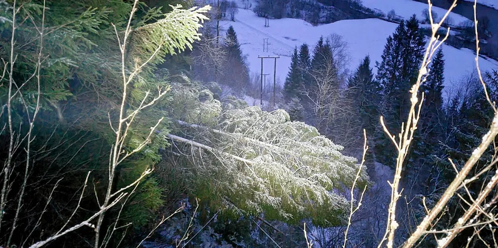 Helgens orkan på Vestlandet skapte mye arbeid for kraftkonsernet BKK Nett. Her er det tatt bilde av trær som la seg over linja i Naustedalen i Sunnfjord.