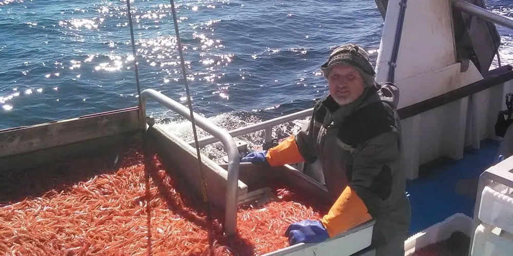 Rekefisker Atle Nilsen fra Arendal tror den sterke årsklassen de har fisket på frem til nå er i ferd med å forsvinne. Foto. Privat