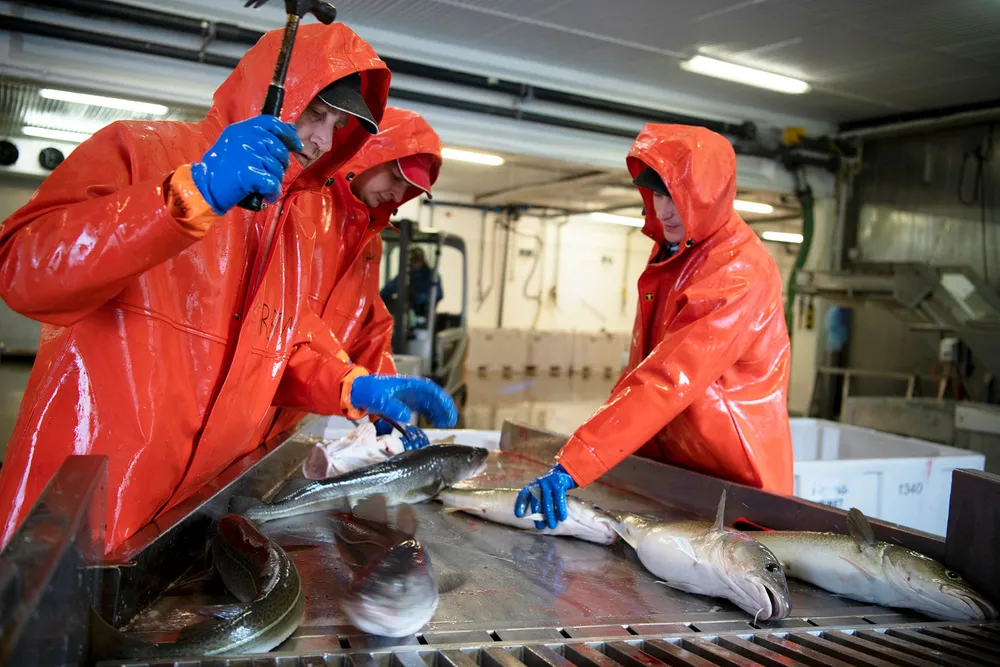 De tre arbeiderne Andrus, Mantis og Ramones fra Litauen bedøver den levende torsken med et hammerslag før den bløgges og havner i kar for å blø ut. Halvparten av de 30 arbeiderne på fiskebruket kom fra Litauen og har bosatt seg på Vannøya for å jobbe på fiskebruket.