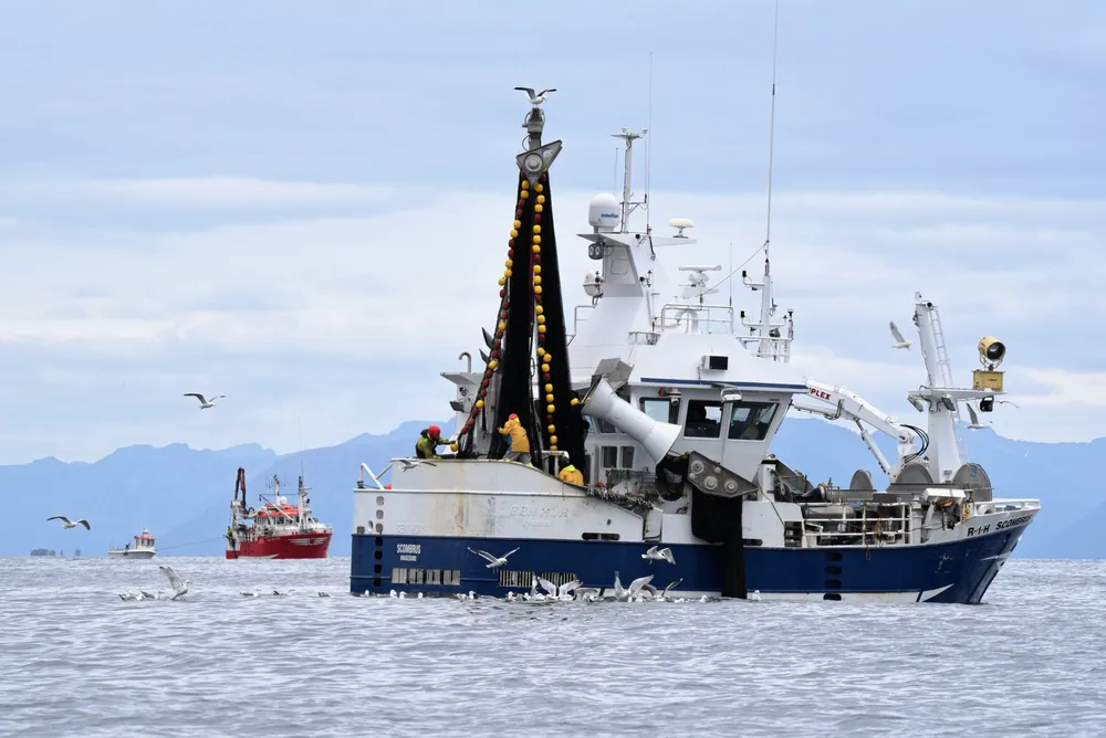 Denne uken diskuterte landsstyret i fiskarlaget makrellreguleringene. Bildet er fra makrellfiske på Hadselfjorden i Vesterålen i 2021
