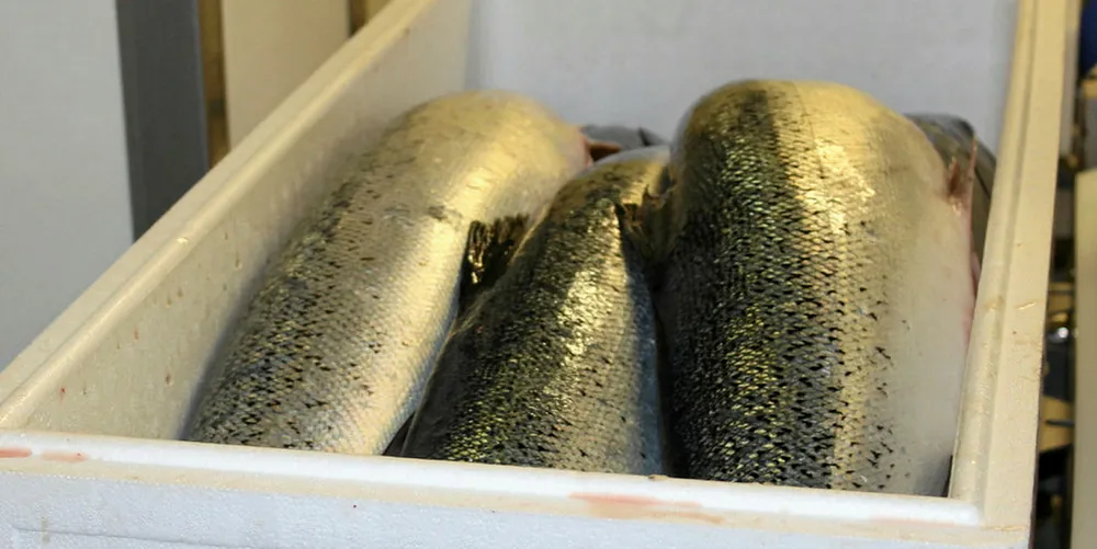 Salmon prices stable after sharp fall