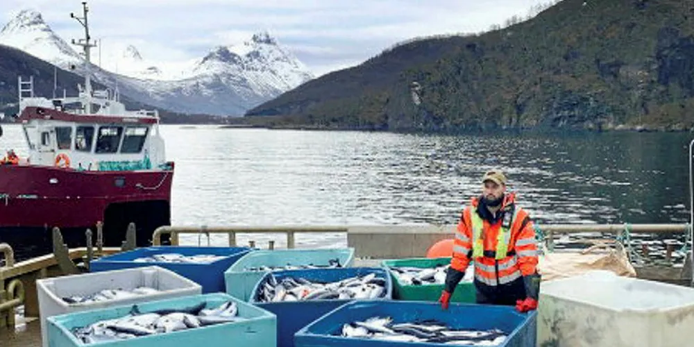 Totes of dead salmon at Northern Lights Salmon in Balteskard in Southern Troms, after deadly algae have killed hundreds of thousands of salmon.