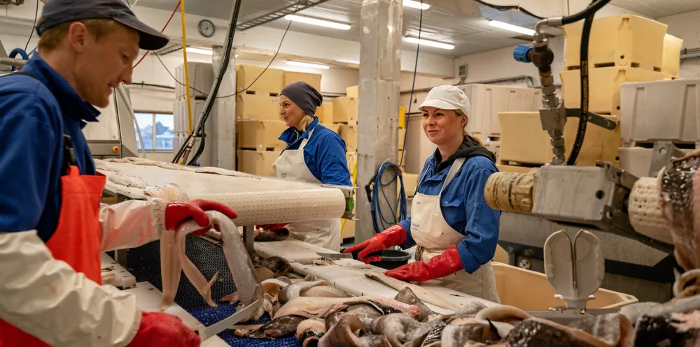 Fiskerne får svært gode priser på torsk, sei og hyse nå på starten av sesongen.