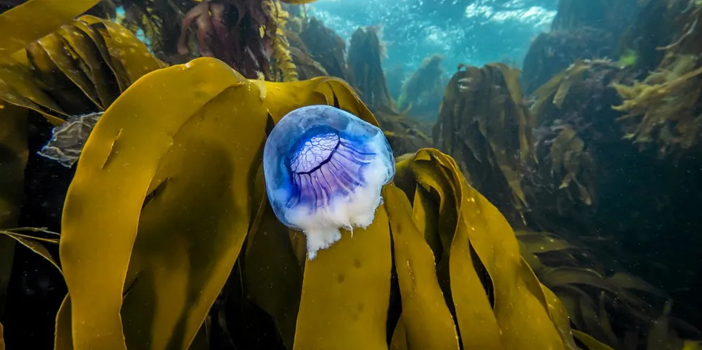 Mange nordmenn så blå brennmanet (Cyenea lamarckii).