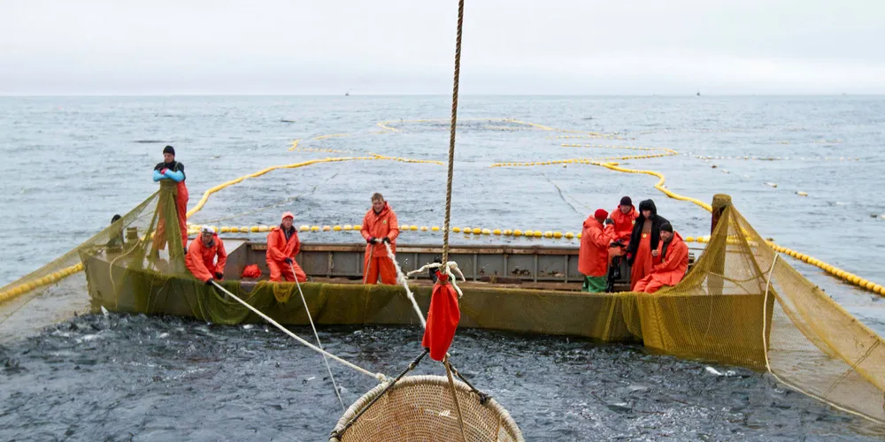 A sockeye harvest taking place in Russia.