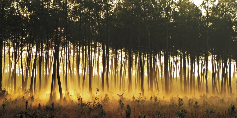 Maritime pines (Pinus pinaster) in a French forest