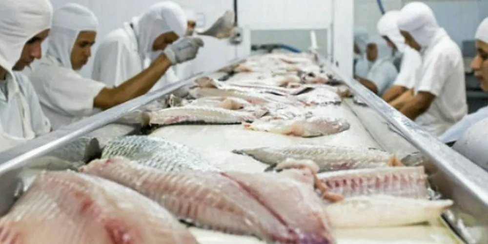 Tilapia increasingly expected to roll off the line.