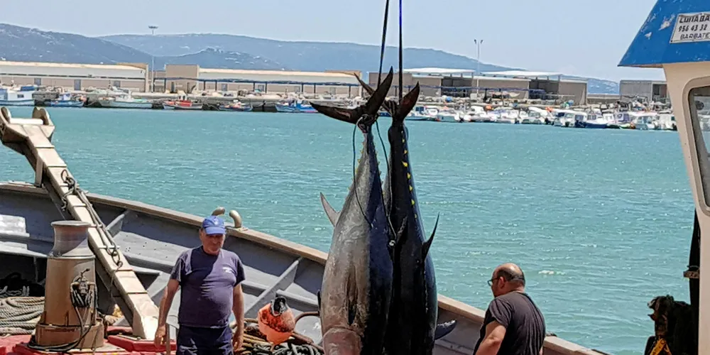 Bluefin tuna. Cadiz, Spain.
