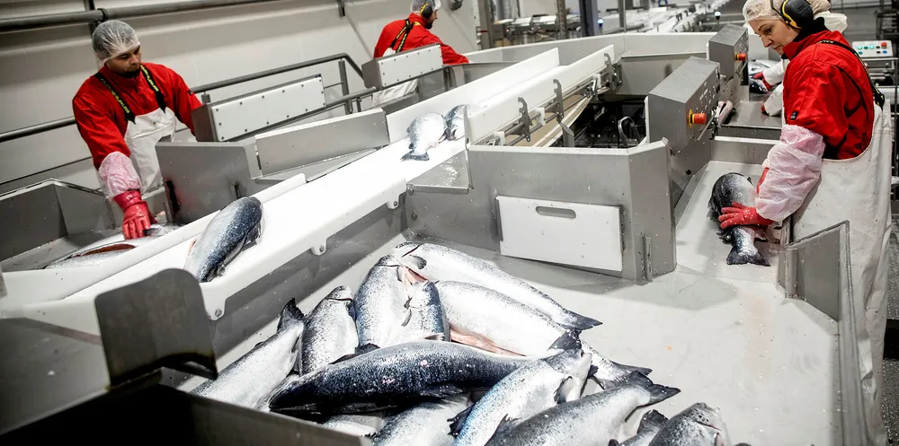 If you're lucky enough to have large fish, prices are strong.
