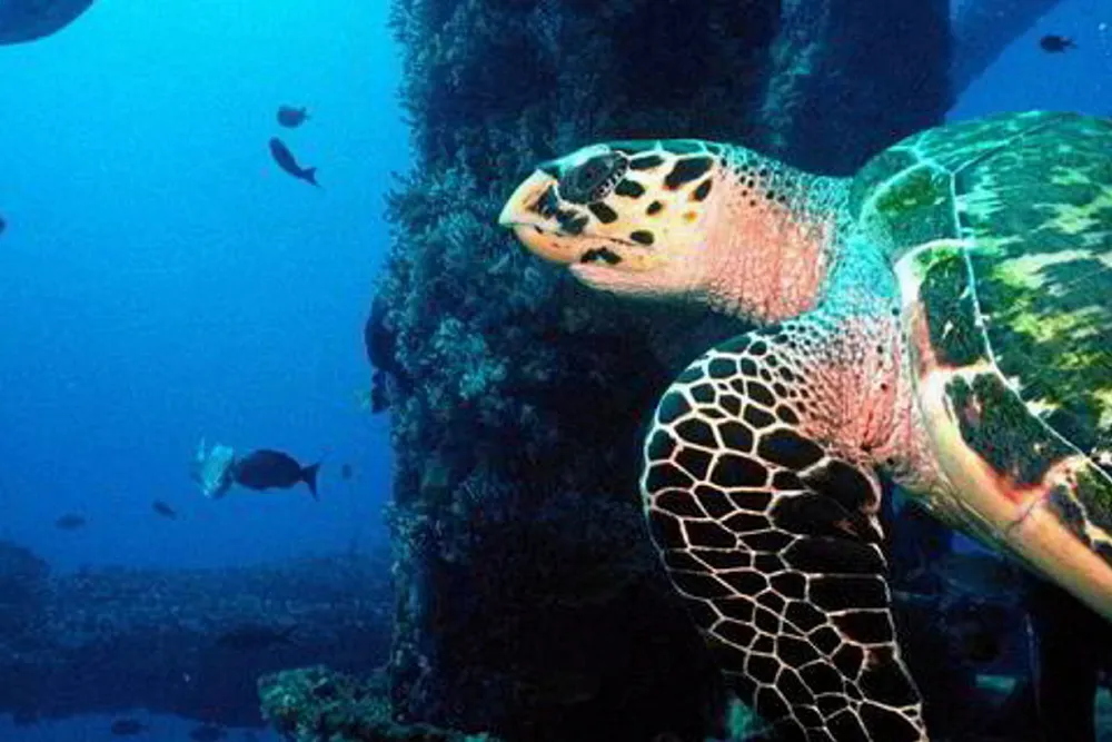 Fresh tender: a green turtle (tartaruga verde) saved by the Petrobras-sponsored Tamar project