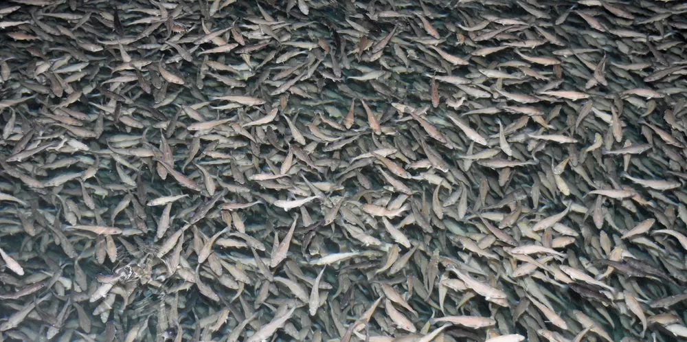Lakseoppdrett og torskeoppdrett har mange av de samme mulighetene og problemene, viser en rapport fra Havforskningsinstituttet. Her ser vi kar med settefisk av torsk.