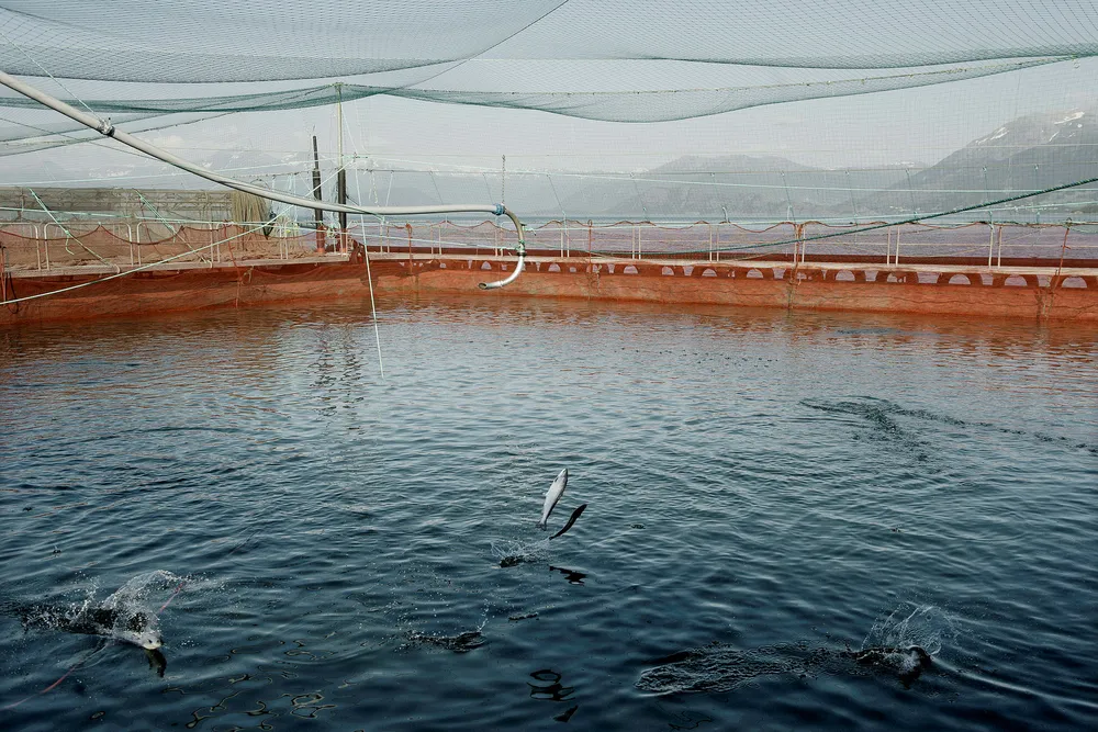Noen hevder at fiskeoppdrett ikke er en «gave» fra naturen på samme måte som olje/gass, vannkraft og villfisk. Vi er delvis uenige i det, skriver artikkelforfatterne. Her fra lakseoppdrett på Onarøy. Foto: Helge Skodvin