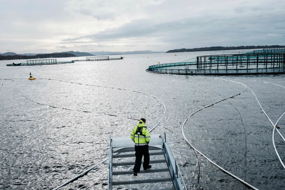 Hele 783.000 laks forsvant fra Mowis fiskemerder i 2018. Det er 34 ganger så mange laks som året før, og 61 ganger så mange som i 2016. Her fra Mowis anlegg på Finnøy i Rogaland.
