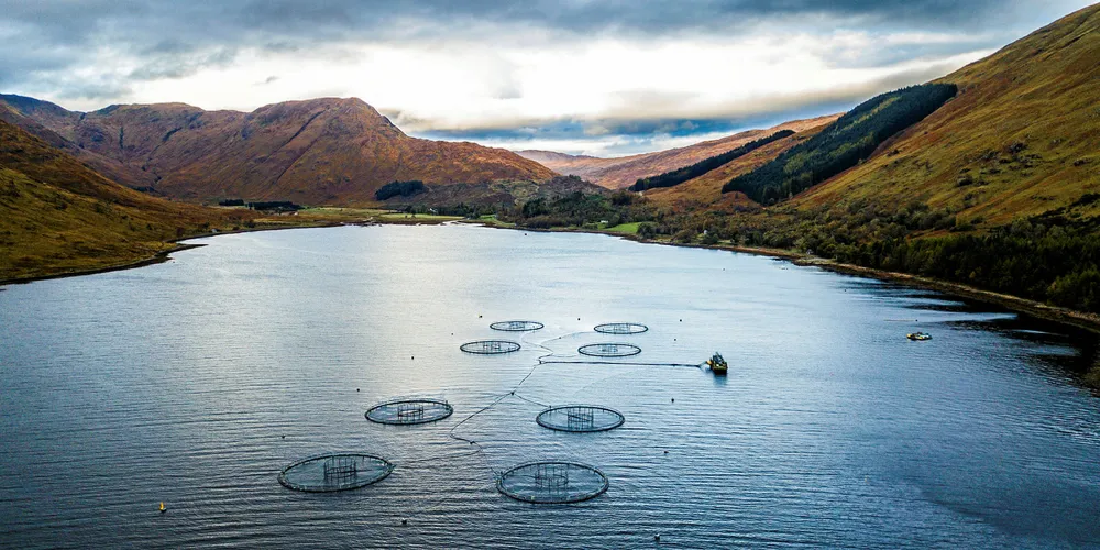 Lawmakers say Scotland's salmon farming industry is in urgent need of new regulations.