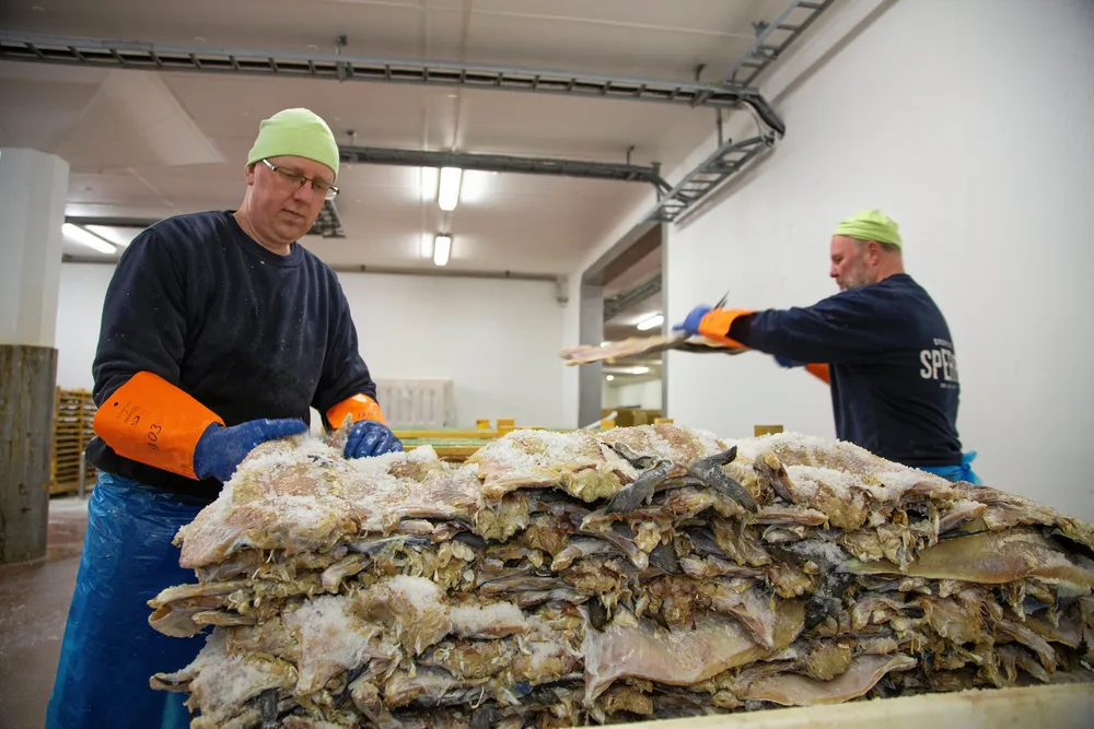 Produksjon av klippfisk hos Brødrene Sperre i Ålesund. Bedriften har 90 års erfaring.