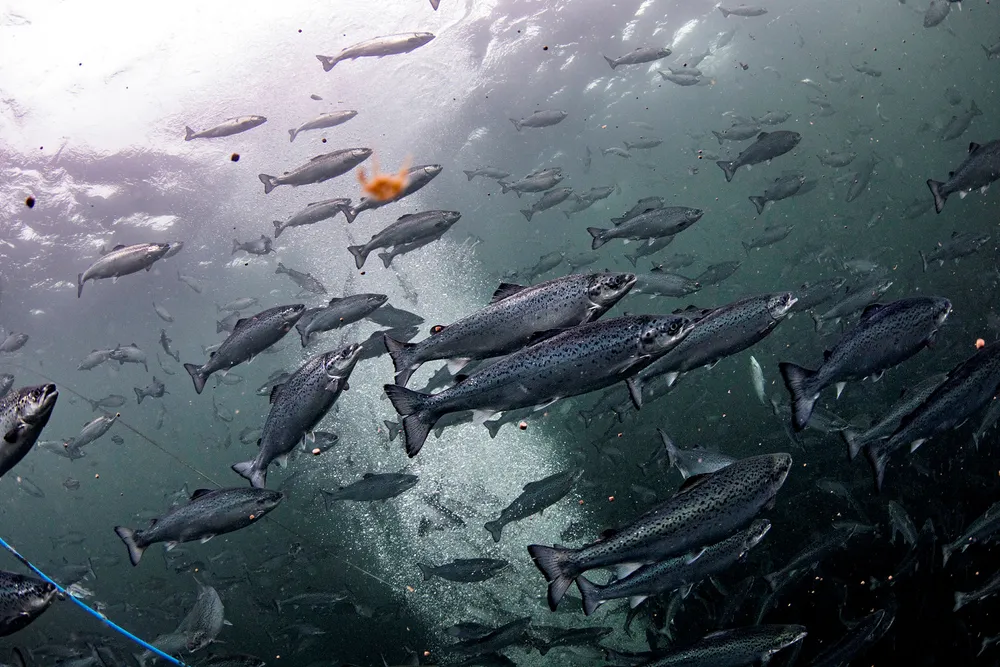 En ny EU-forordning gjør at det særnorske yrket fiskehelsebiolog mister retten til å skrive ut resept fra 2021. Det vil kunne få konsekvenser for norske selskaper som driver med oppdrett.