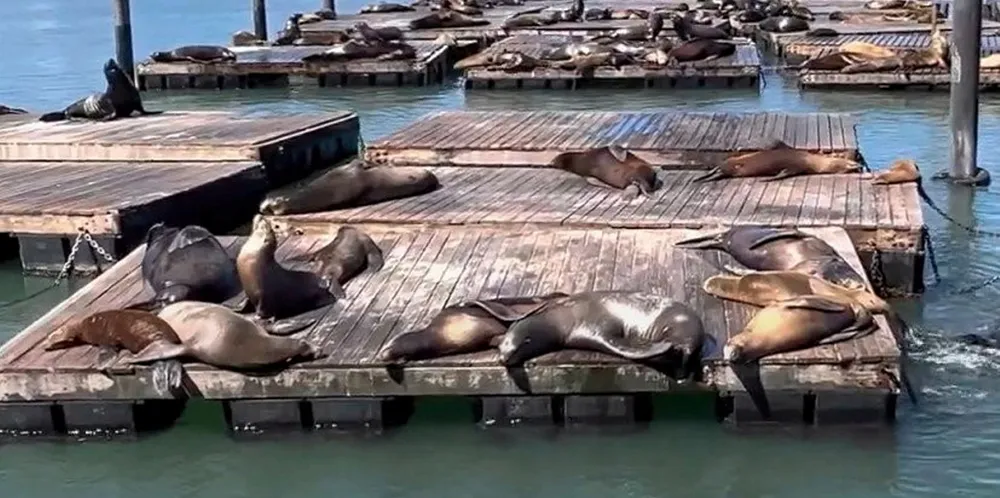 Sel og hvalross på flytebrygge San Francisco.
