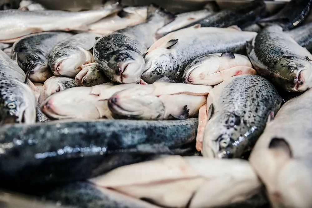De to siste somrene har lakseoppdrettere mistet store slaktevolum på grunn av utfordringer med lakselus. I sommer ser lusesituasjonen langt lysere ut. Foto: Per Thrana