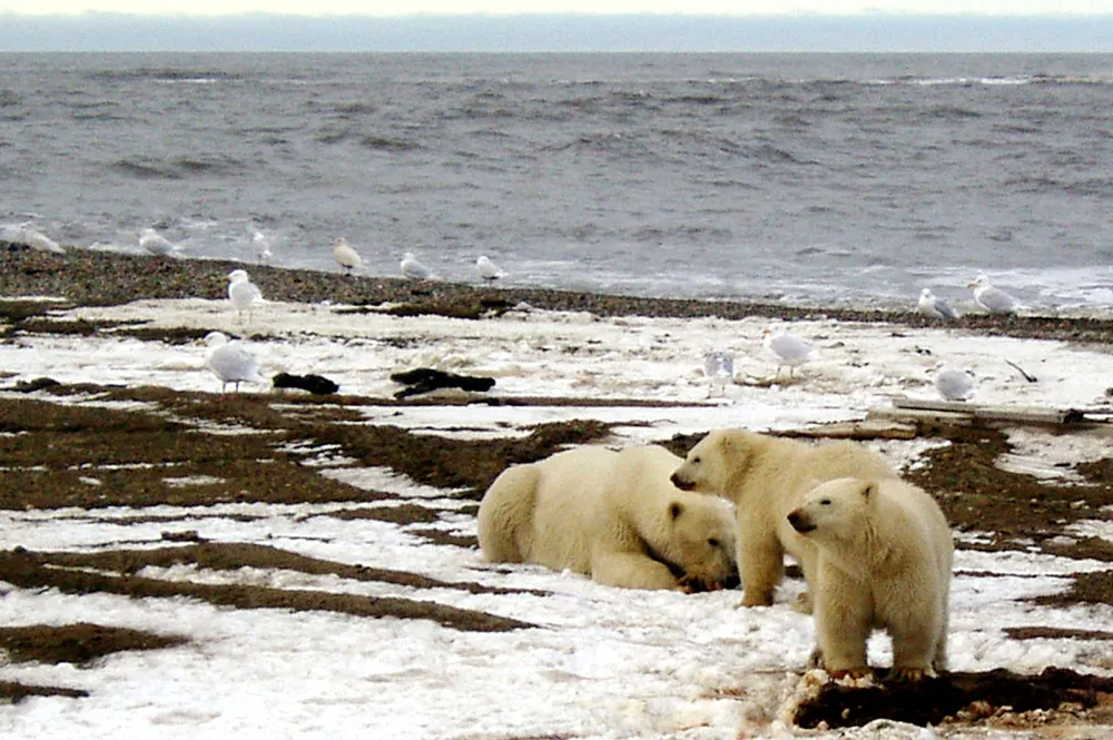 Alaska, US: also home to polar bears.