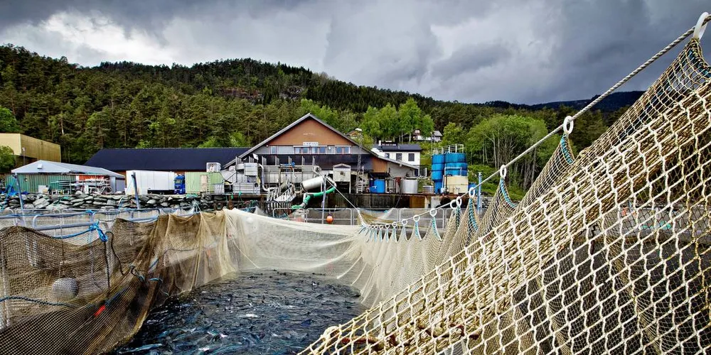 FULL STOPP: Kampen mot lakselus ere vanskelig. Nå stopper regjeringen videre vekst i Hordaland.Foto: Eivind Senneset