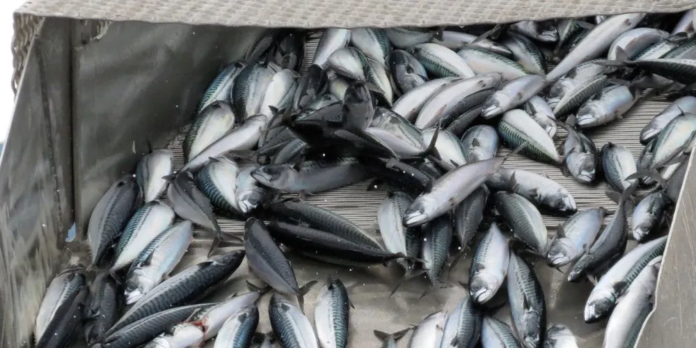 Kveis er ein parasitt fisk som makrell får i seg gjennom maten. Den kan faktisk bidra til at fisken held seg betre, ifølgje ny forskning. Illustrasjonsfoto: Jon Eirik Olsen