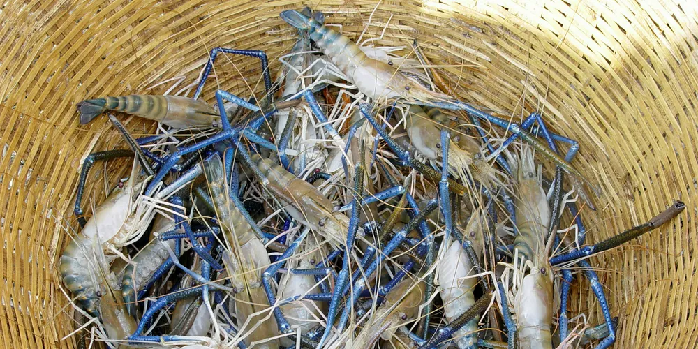 Nearby China produces 400,000 metric tons per year of freshwater shrimp.