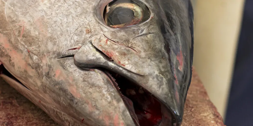 Fuentes plans to focus on its main strength: Bluefin tuna