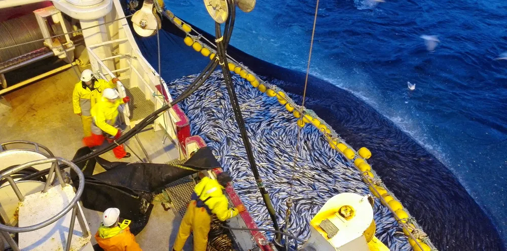 REDKORD TROSS PANDEMI: Pelagisk fisk som sild og makrell er god butikk, tross koronapandemi. I år har produksjon av fiskemel- og olje samt makrell dratt førstehåndsverdien i Norges Sildesalgslag kraftig opp.