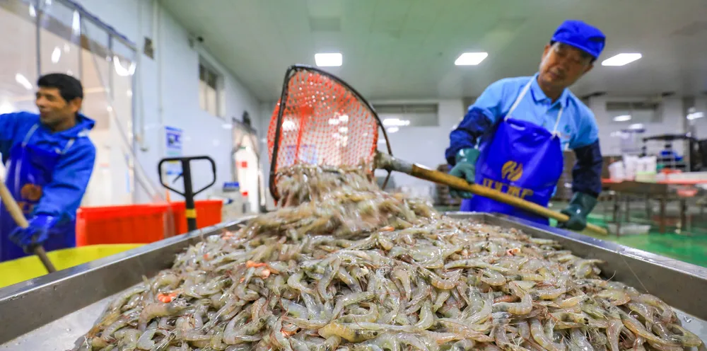 Workers prepare shrimp for processing at a seafood processing factory in Luannan county, Hebei province, northern China.