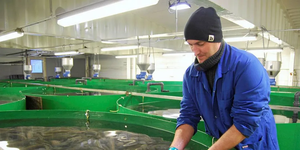 Store planer. De første egenproduserte generasjonene av flekksteinbit vokser og trives i anlegget til Aminor AS på Halsa. Nå bygger selskapet ut anlegget, og i 2021 skal det etter planen slaktes 500 tonn fisk hos verdens eneste kommersielle oppdretter av flekksteinbit.Foto: Kenneth Didriksen