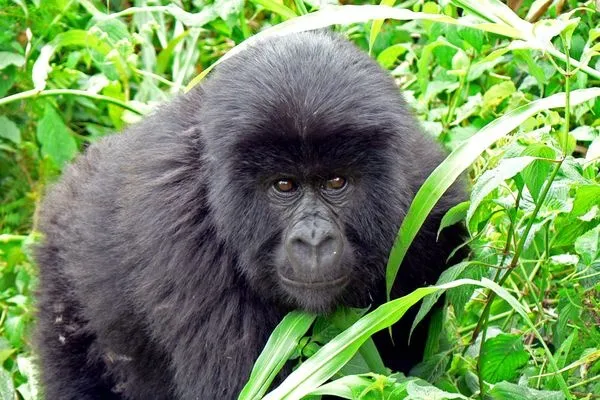 Environmentally sensitive: NGOs want exploration of the Virunga region prevented