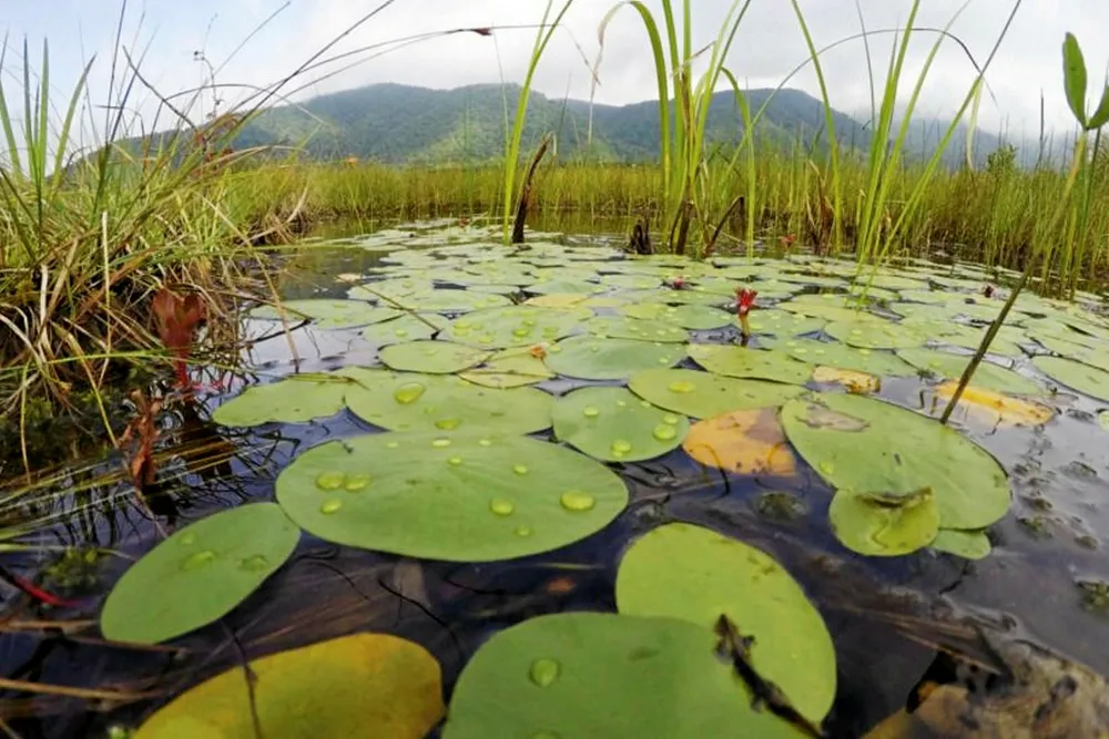 Carbon sinks: coastal wetlands