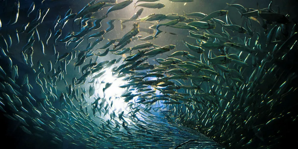 Anchovy quota boosts confidence in Peru fishing sector