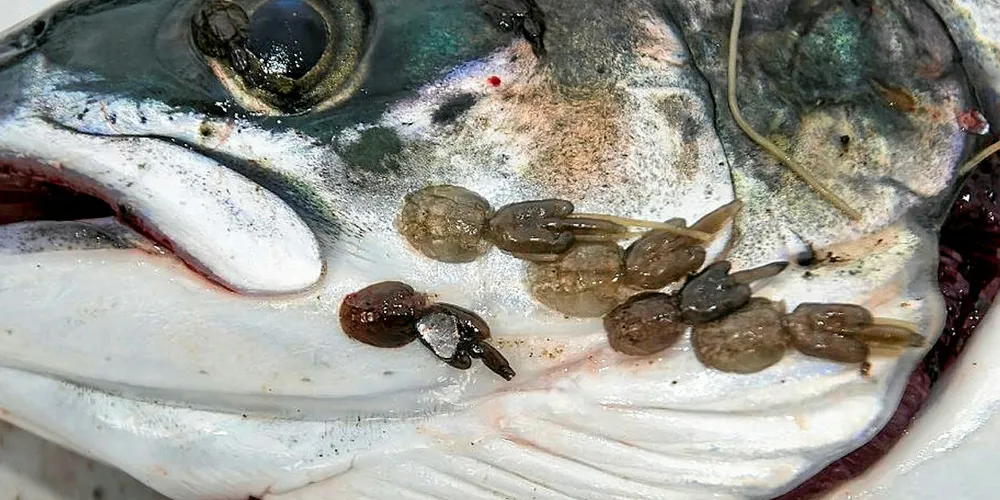 Researchers are finding new feeds to prevent salmon lice.