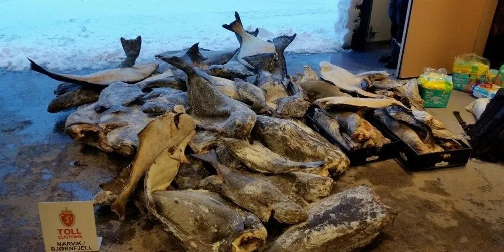 Beslaget 18. januar bestod av 556 kilo kveite, fryst hel, med og uten hode, samt 77 kilo steinbi og lange, sløyd uten hode. Foto: Narvik/Bjørnfjell tollsted